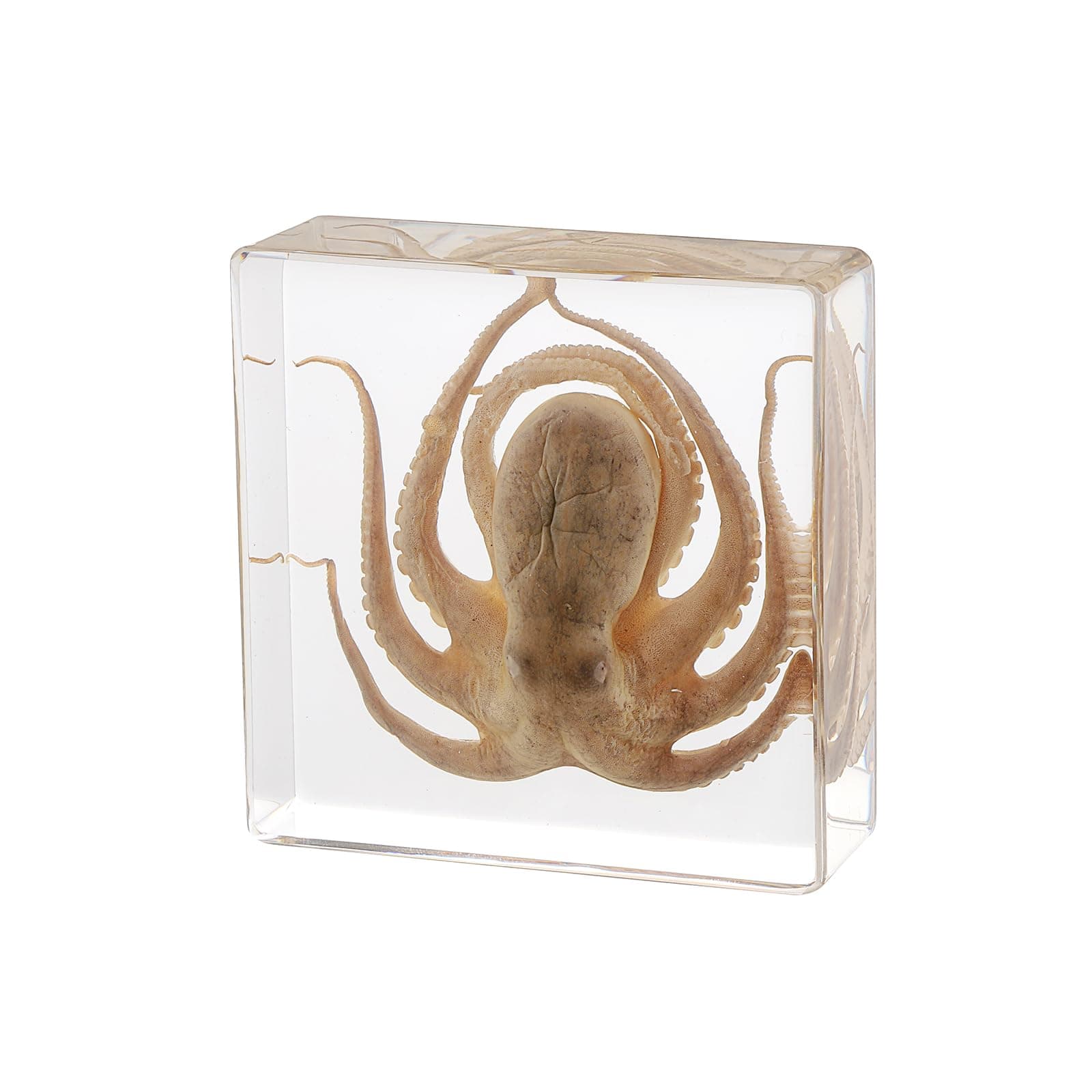 Taxidermy Octopus, Real Octopus Specimens Animal Specimen in Resin for Science Classroom Science Education, Great Gift for Fans of Taxidermy, Animal Skull, Oddities, Biology (3 x 3 x 1 inch)