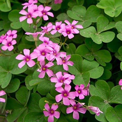 HUANGRU Oxalis Braziliensis, Bright Pink Shamrocks - 15 Bulbs 4+ cm
