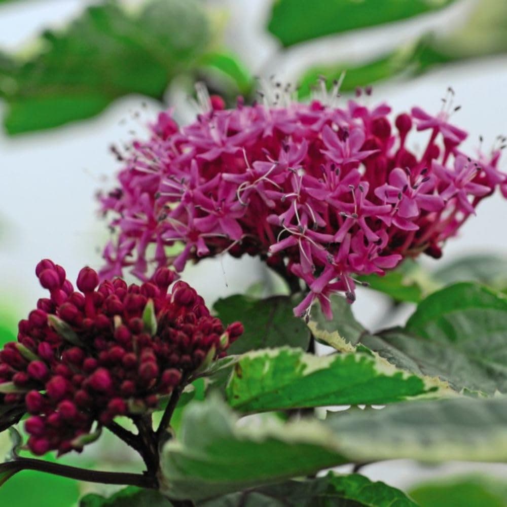 Clerodendrum bungei 'Pink Diamond' - Fragrant Pink Flowers & Variegated Leaves - Compact Garden Shrub for Containers - Bee & Butterfly Attractor â 1x 3 Litre Potted Plant by Thompson & Morgan