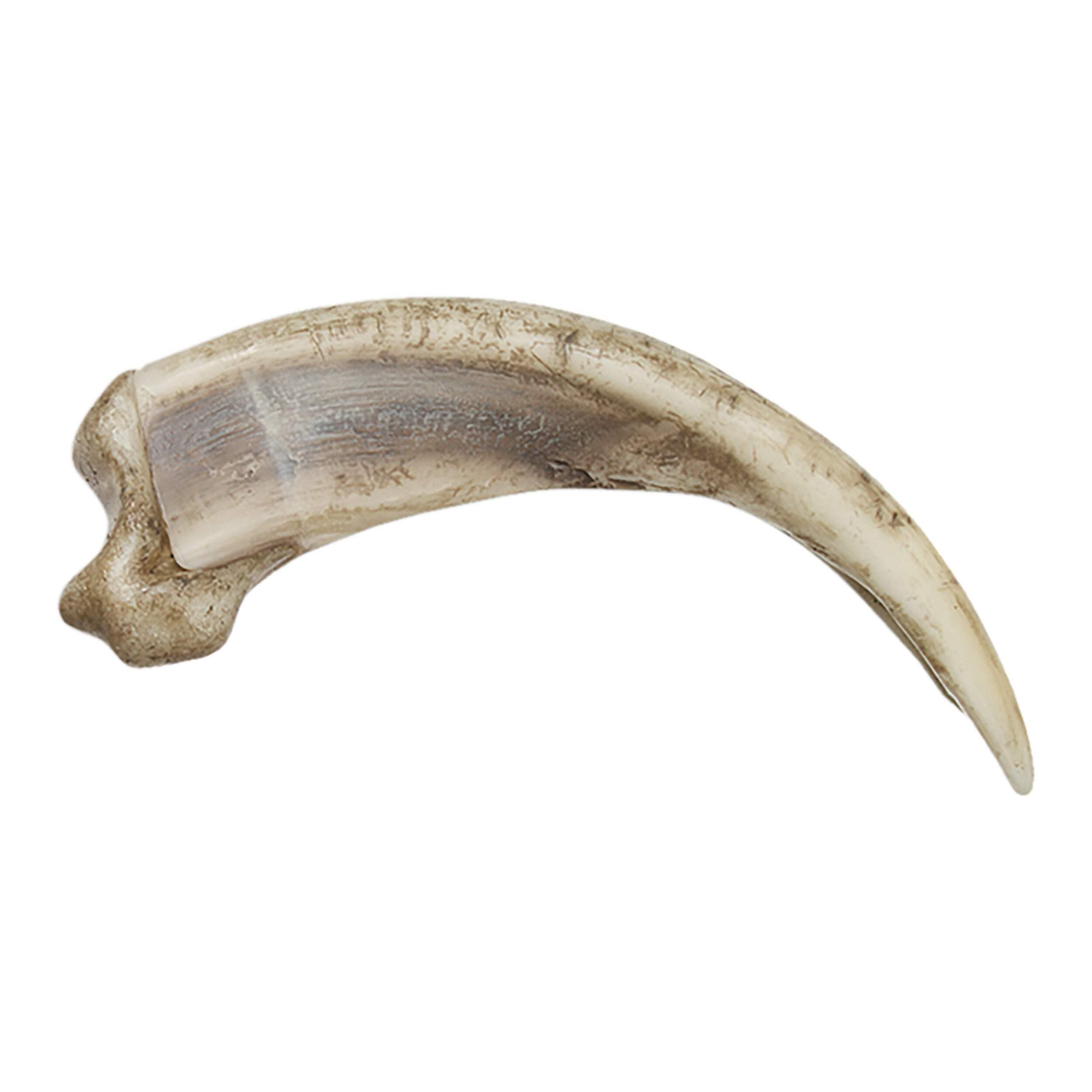 Skulls Unlimited Grizzly Bear Kodiak Claw, Curved (15cm) (Museum Quality Replica)