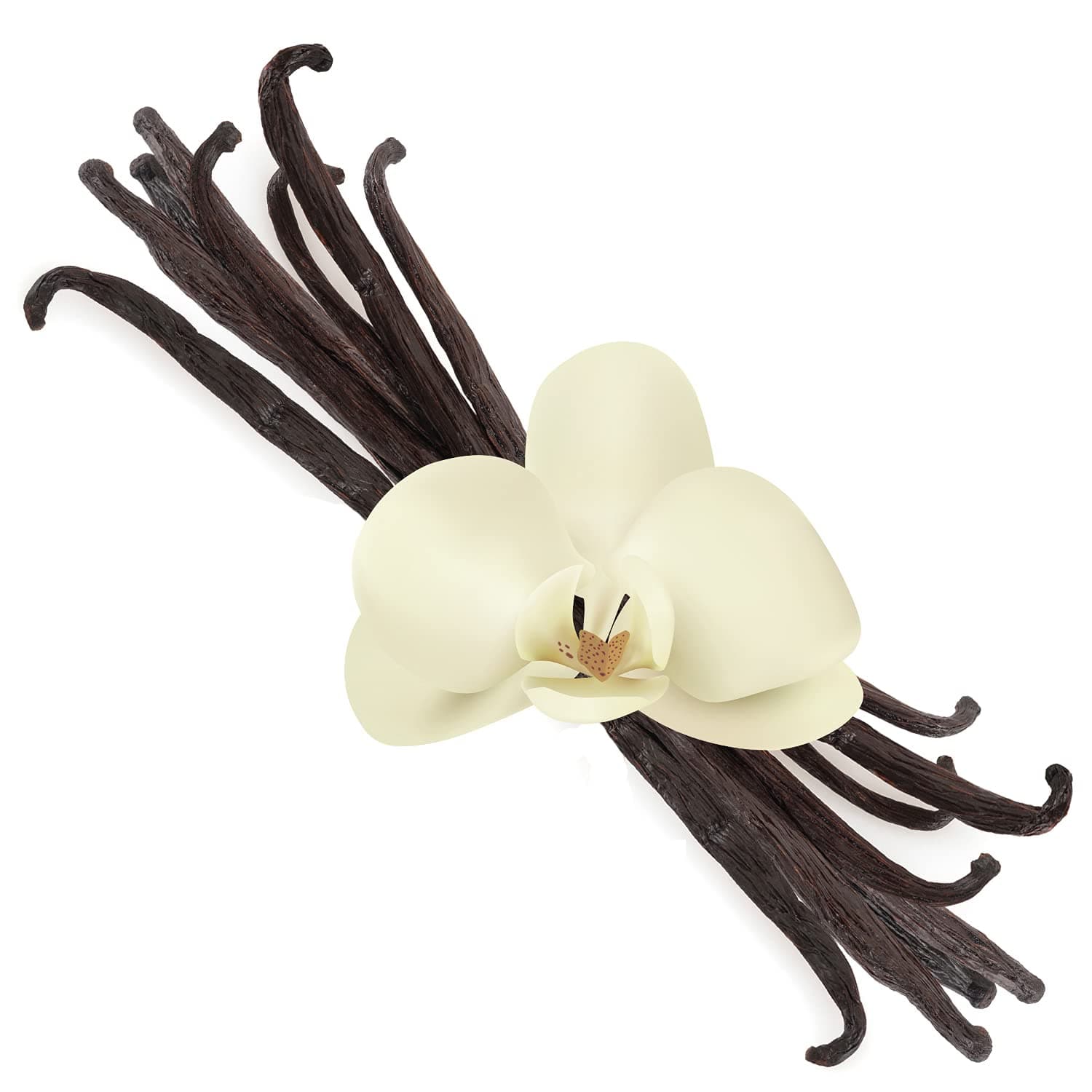 Organic Vanilla Beans Extra Large (Grade A Gourmet) | 8" Inch Length (10 Pack) | Perfect for Cooking, Baking, Extracts | Premium Quality Culinary, Aroma, Freshness | Ceylon's Finest Vanillin