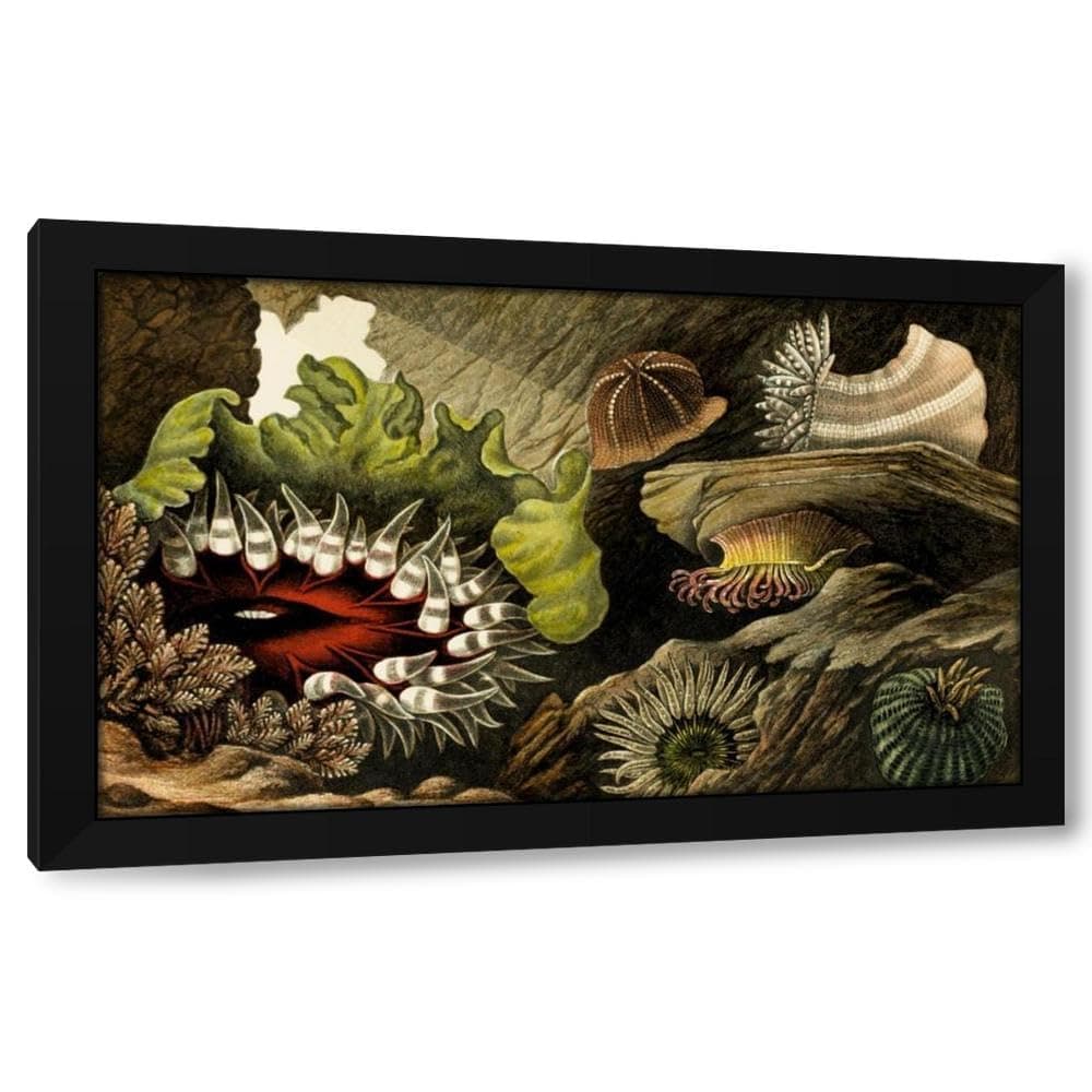 Philip Henry Gosse 24x16 Black Modern Framed Art Print Titled: Tealia Crassicornis, Bunodes Gemmacea, B. Ballii, B. Thallia (1860)