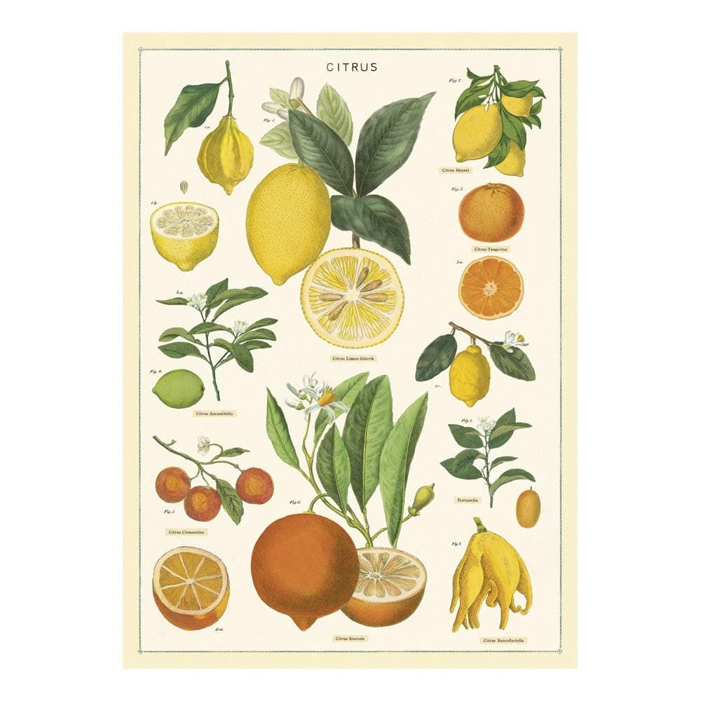 Cavallini Papers & Co. Inc., Citrus Wrap, 20x28 inches (WRAP/CITRUS)