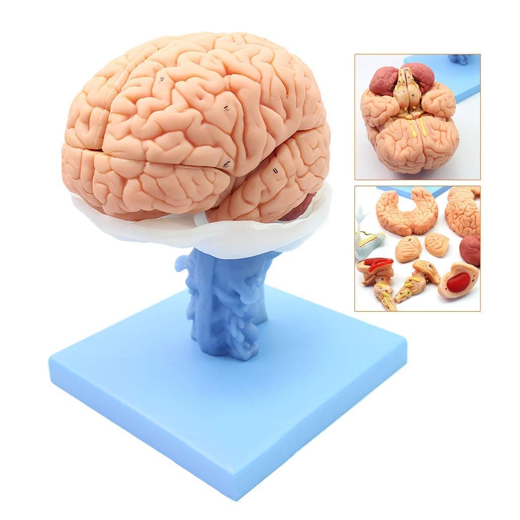 YANJ Educational Model Human Brain Anatomical Model Life Size Neurological System Model of Brainstem Interventricular Cerebellar Model Disassembled 15Parts Human Brain Model,Medical Mod