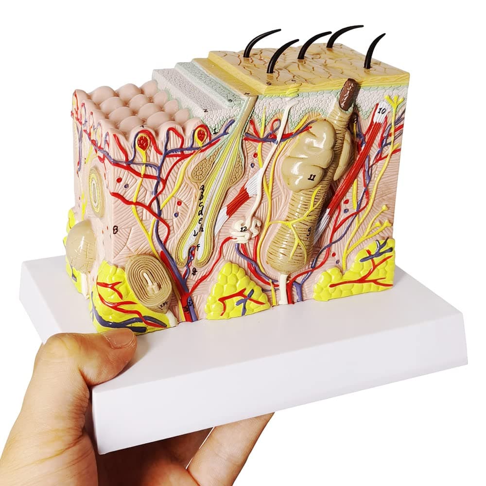 – Evotech Skin Anatomical Model, 35X Enlarged Skin Layer Structure Anatomy Model with Hair for Science Classroom Study Teaching Display Medical Skin Markers