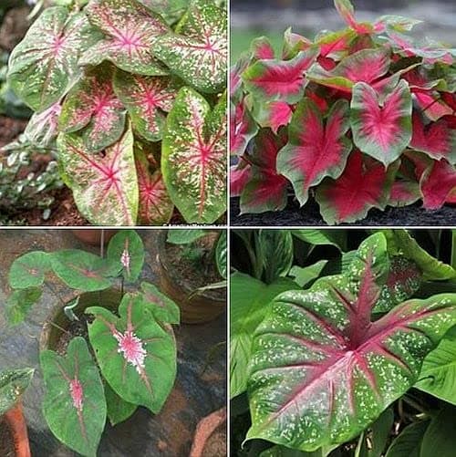 Caladium Flower Bulbs Large Size for Home Garden Pack of 10 Bulbs By Zabbus