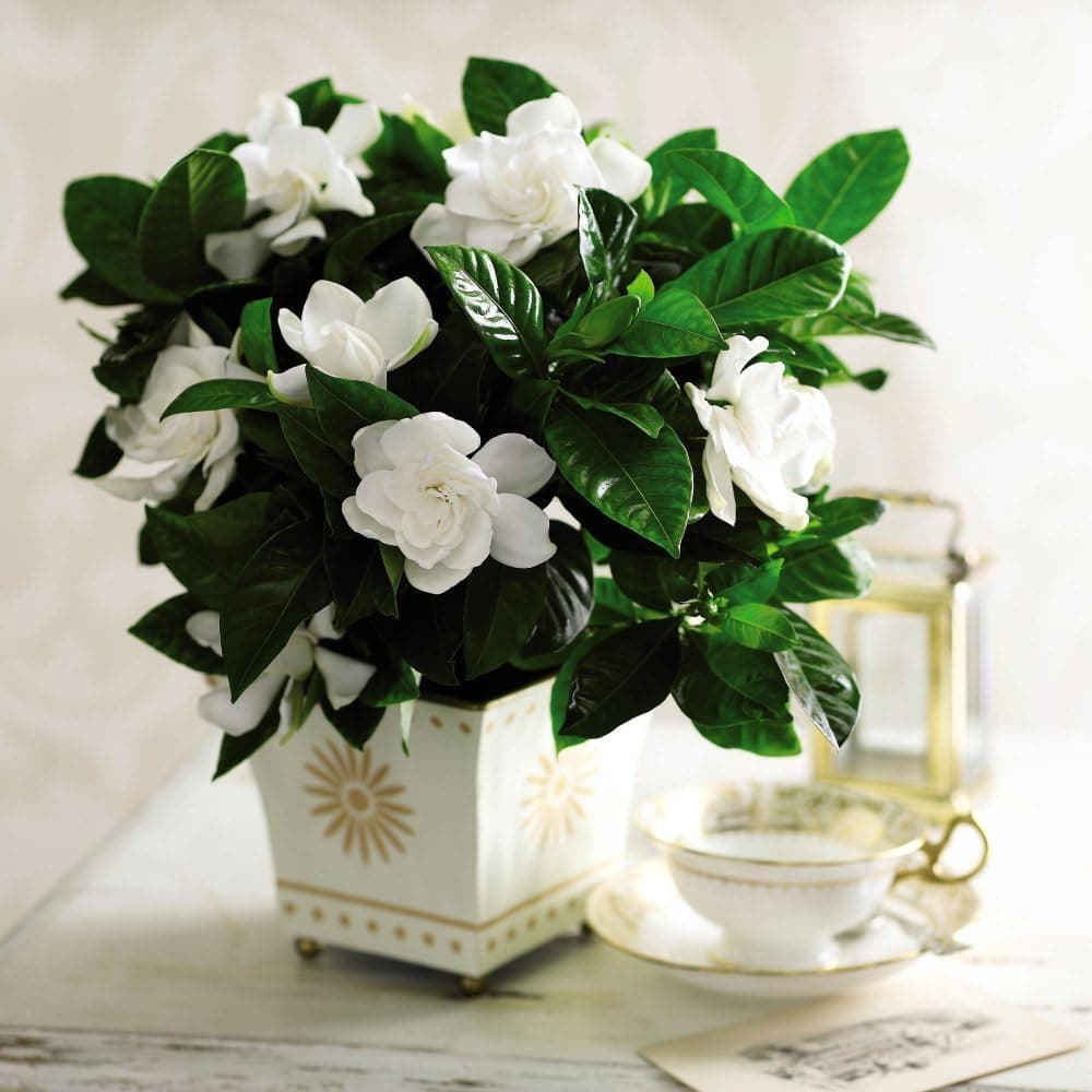 Gardenia 'Deluxe' - Fragrant Indoor Cape Jasmine Plant with Glossy Foliage – 1x 9cm Potted Plant by Thompson & Morgan