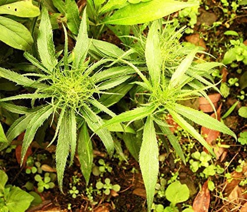 Germination Seeds: Pandan Fragrant Seeds 50Pcs Leaves Viet NAM Pandan for Cooking Rice