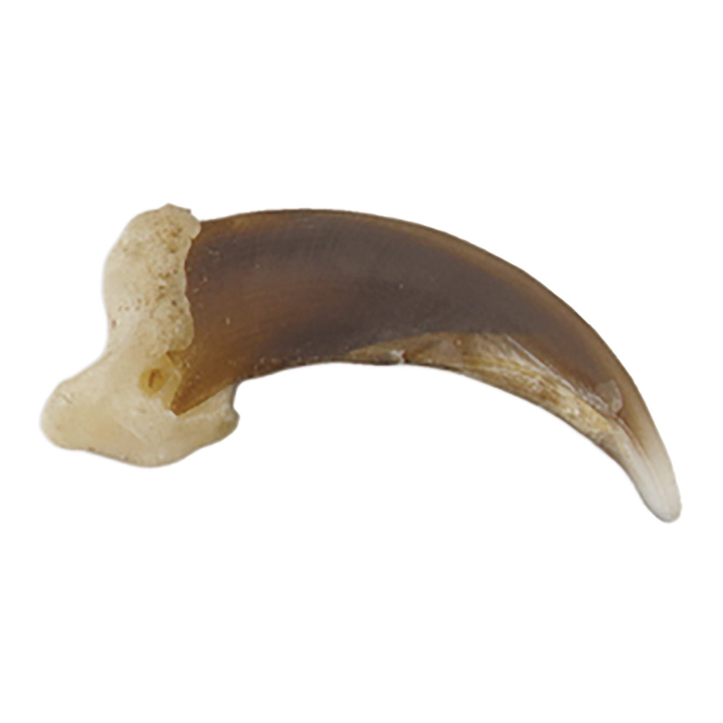 Skulls Unlimited Real Coyote Claw – Model Animals Educational Specimen for Science Education Single Claw