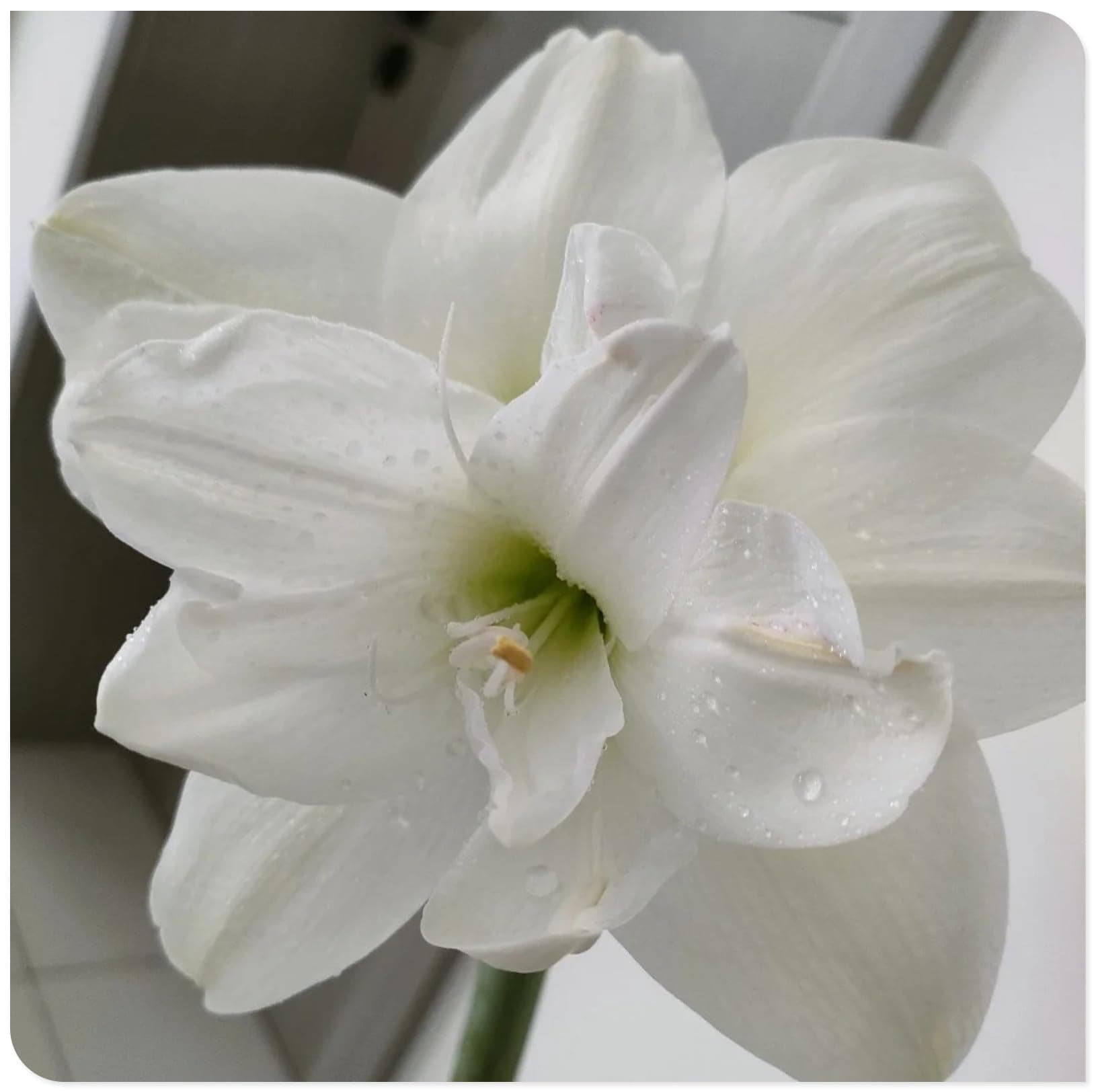 Amaryllis for Planting Now UK Perennial Good for Containers Excellent Display Plant Bulbs Ornamental Greening Flower Natural Organic Easy Plant Perennial -1bulb-N