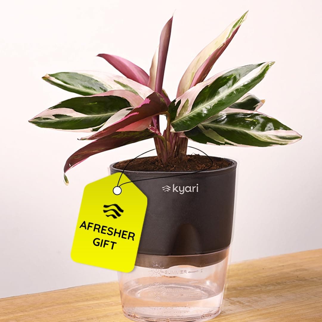 Kyari Calathea Triostar Live Indoor Plant with Black Self Watering Pot - Small 4 Inch