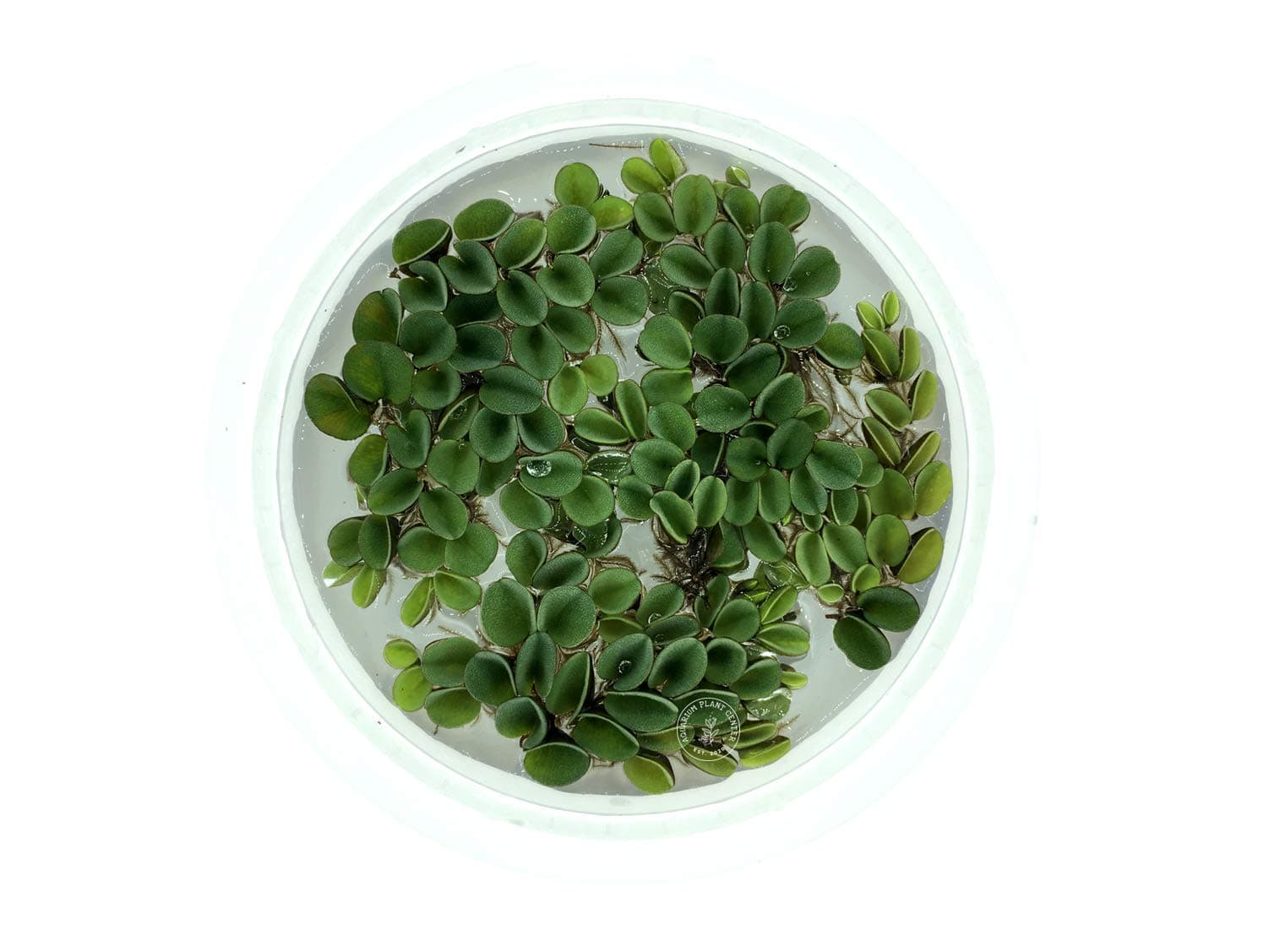Asian Watermoss, Salvinia cucullata, Live Aquarium/Aquatic/Freshwater/Floating/Pond Plant, Planted Tank, Aquascaping by Aquarium Plant Center (6 Plants)
