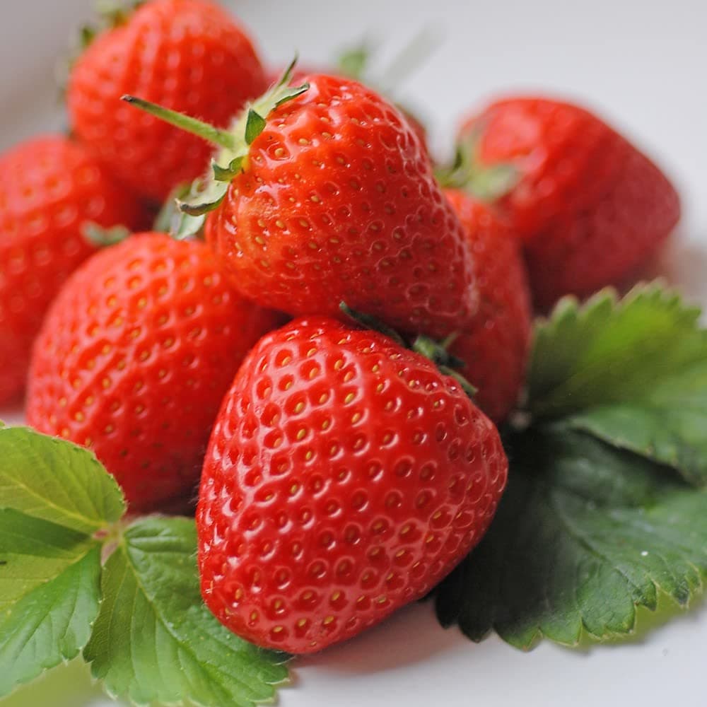 Hardy Fruiting Perennial Strawberry Malling Centenary Patio Garden Flowering Juicy Fruit, Rich Flavour 24 x Bare Roots by Thompson and Morgan (24)