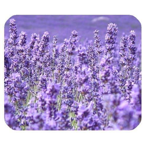 Purple Levender Flower Field Non-Skid Natural Rubber Back Mouse Pad, Mousepad, Gaming Mousepad (Levender Mouse Pad)