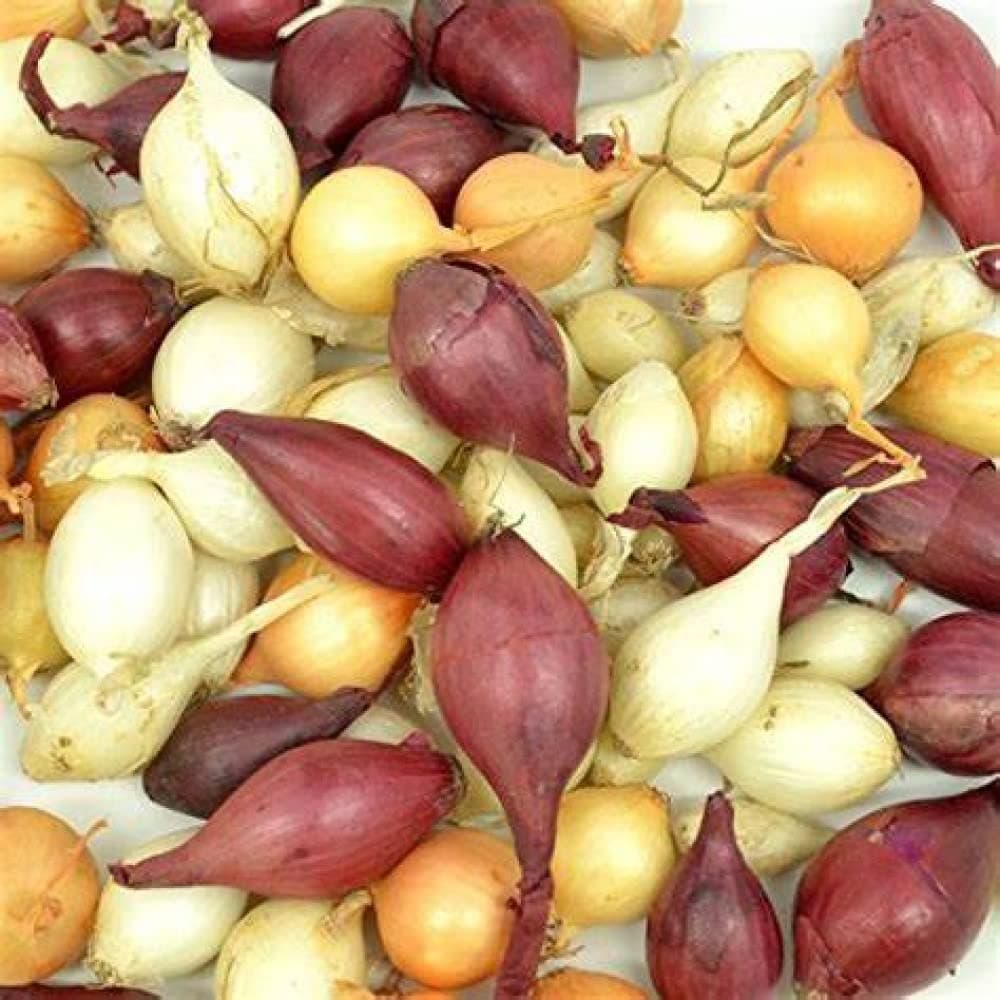 Onion Bulb Sets, Mixed Onion Sets, 100 Count, This is a random mix of White,Yellow and Red Onion sets, Onion bulb sets to plant and grow onions in your home garden.COOL BEANS n SPROUTS brand.
