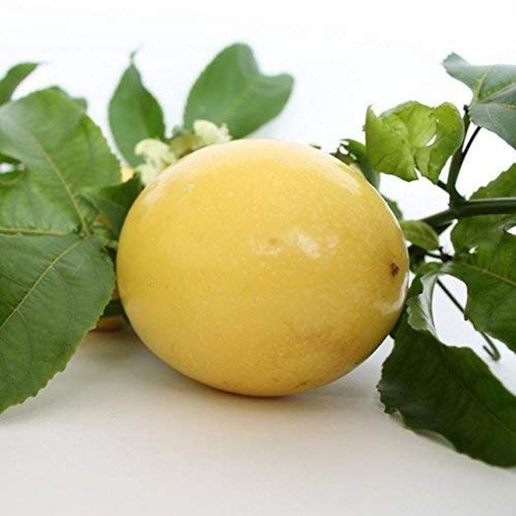 Creative Farmer Passion Fruit Yellow Healthy Live Plant For Home And Outdoor Garden Plant(1 Healthy Live Plant)