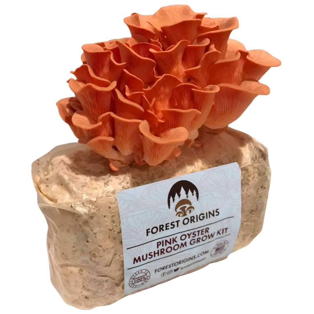 Pink Oyster Mushroom Grow Kit, Beginner Friendly & Easy to Use, Grows in 10 Days | Handmade in California, USA | Top Gardening Gift, Holiday Gift & Unique Gift