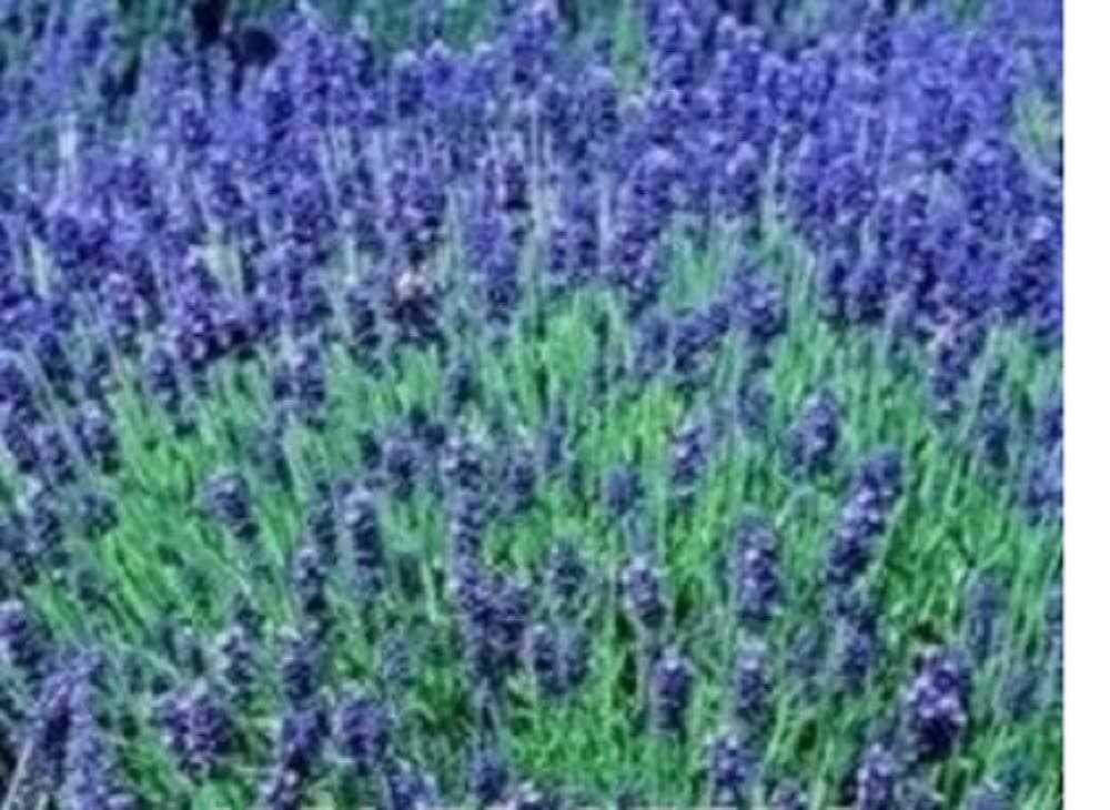 Swanley Village Nursery 20 X Lavender Hidcote Plug Plants