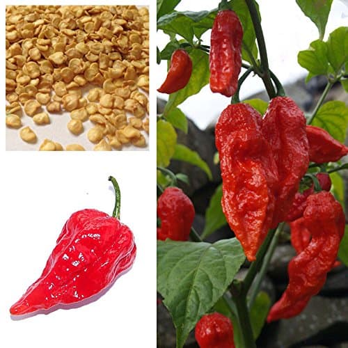 Dorset Naga - Morich Chilli Pepper X 20 Seeds