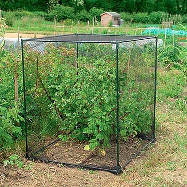 BestNestGardman Small Fruit Cages, Black, 47" H, Pack of 2