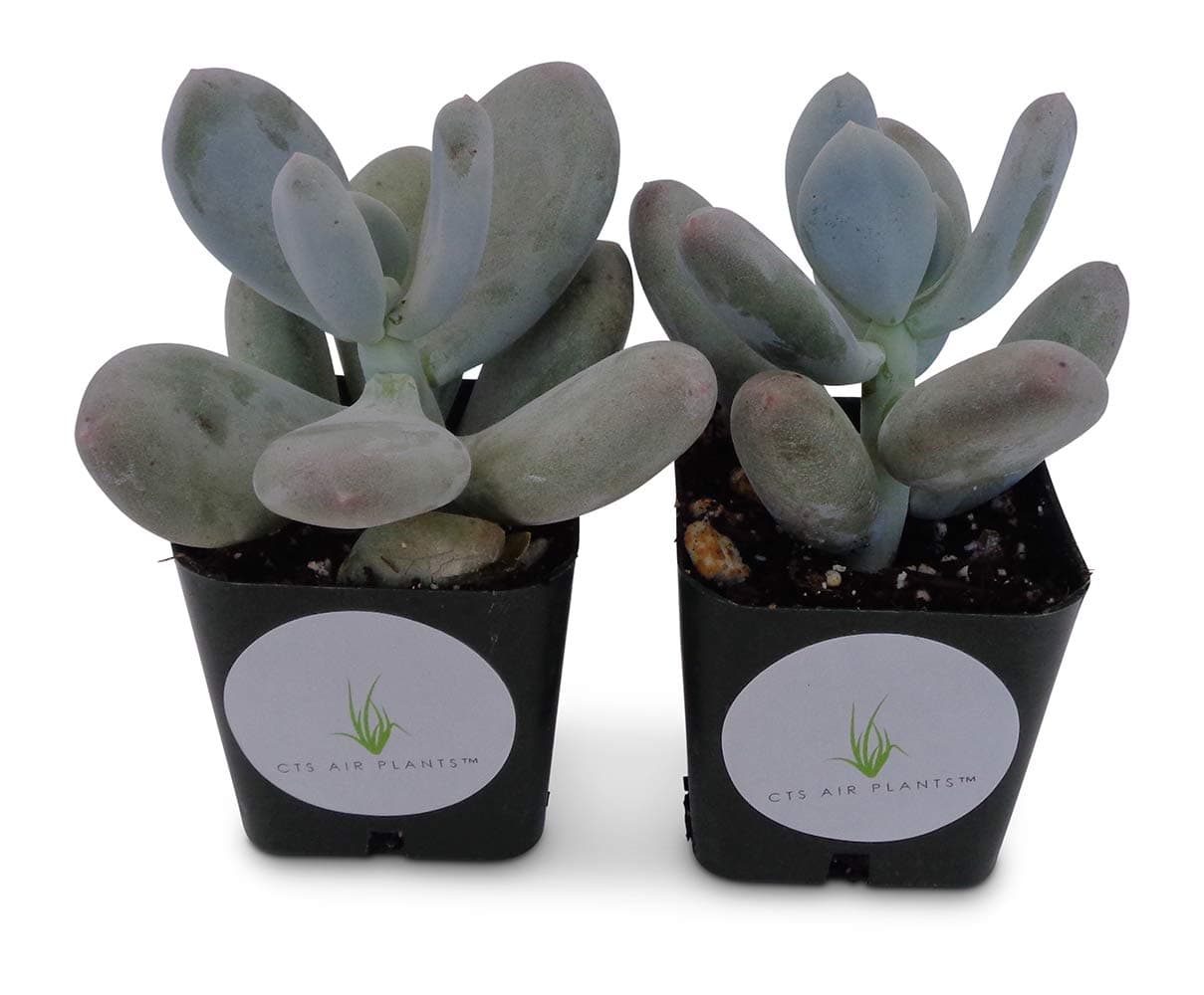 Blue Moonstone Succulents Pachyveria Oviferum (2 Pack in 2" pots …)