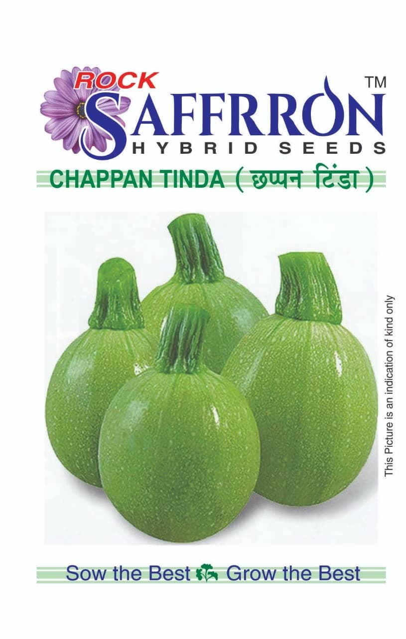 Saphirre Seeds Compatible Brand Rock Saffrron Hybrid Seeds Chappan Kaddu Tinda Hybrid Seeds- 30+ Seeds