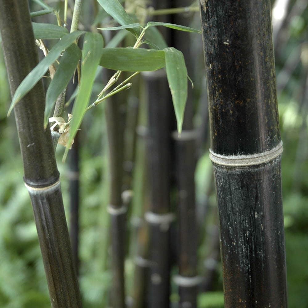 YouGarden Black Bamboo, Established Garden Plant, Phyllostachys nigra in 3L Pot, 50-80cm Tall Plant, Ready to Plant Out, Black Bamboo Plants for Gardens, Perfect for Screening