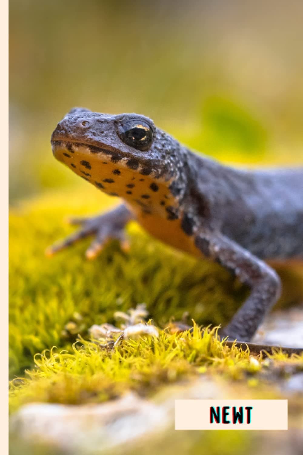 Newt: Perfect Newt Journal for Memories And Notes , Newt Notebook ( 110 Pages, 6x9 )