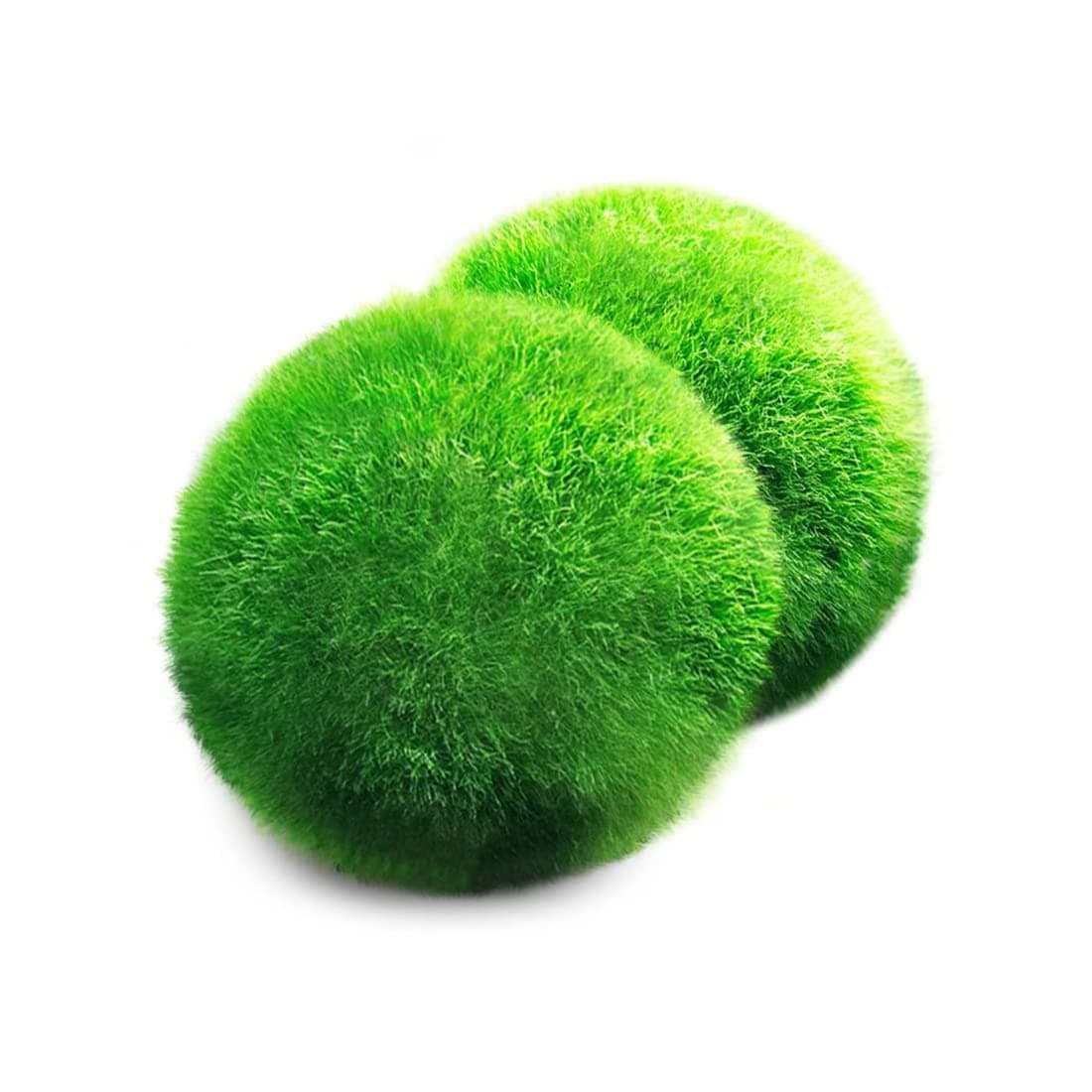 2 Luffy Giant Marimo Moss Balls -- Bring home Japan’s National Treasure - Use it as Aquarium Decor or a Perfect heirloom Gift - Symbolize eternal love - Eco-friendly, Good luck charm