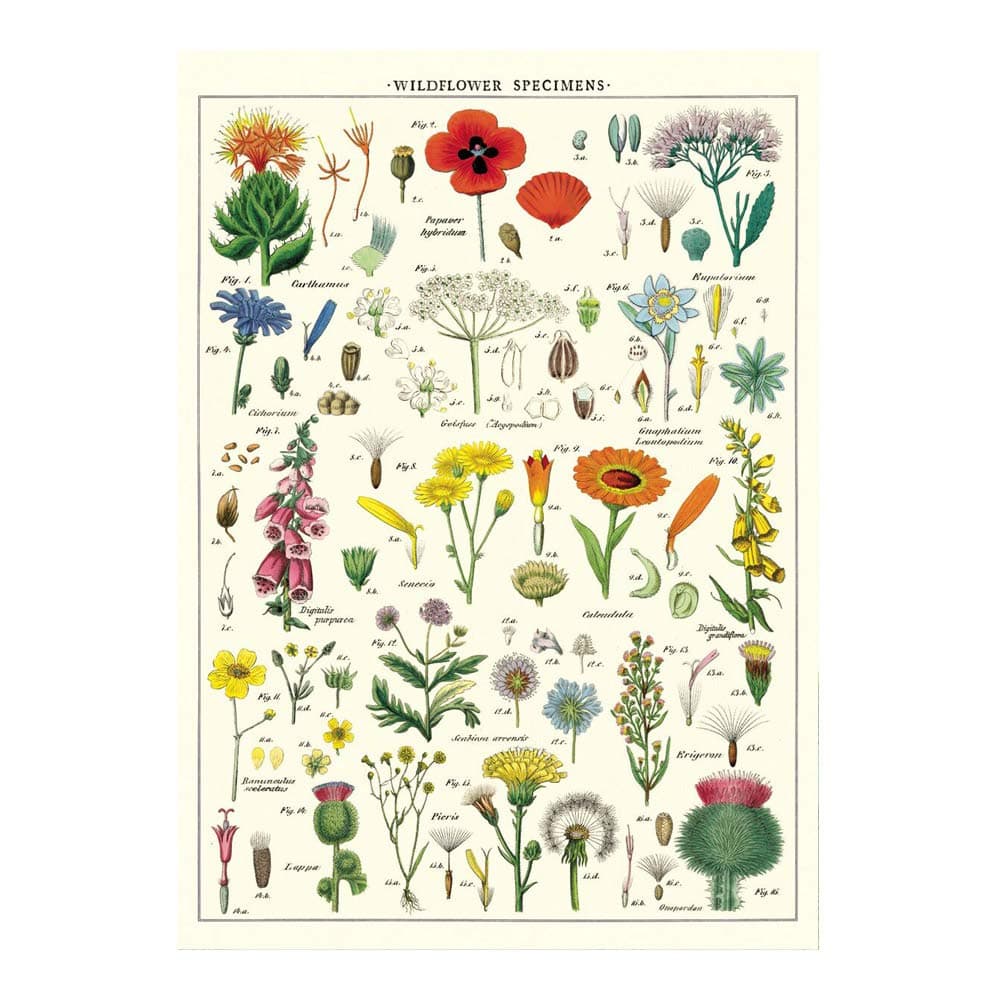 Cavallini Decorative Wrap Poster, Wildflowers, 20 x 28 inch Italian Archival Paper (WRAP/WF)
