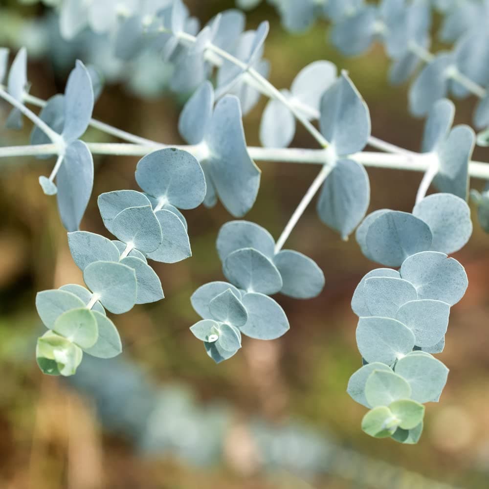 Baby Blue Eucalyptus Live Plant in 2.5 Inch Pot Eucalyptus Tree Plant for Planting Growing