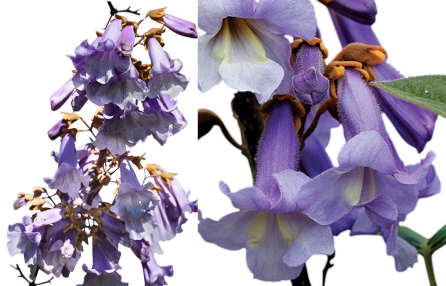 Royal Empress Tree Seeds 160 Seeds - Gorgeous flowers smell like lavender & 1 Free Plant Marker