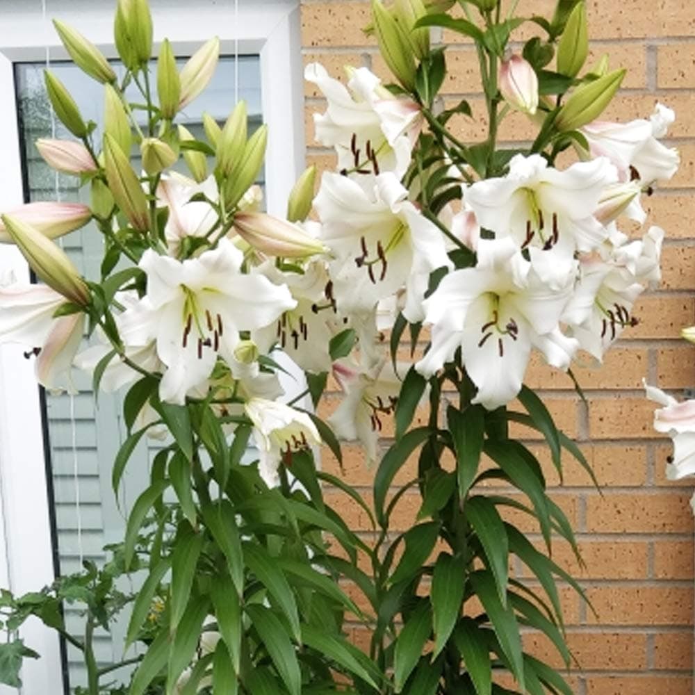 2 x Lily Pretty Woman ‘Like a Tree’ - Giant Lilies – Upto 10 Flowers per Bulb – Spectacular Pure White Blooms – Fragrant Trumpet Shaped Blooms – for a Beautiful Summer Garden