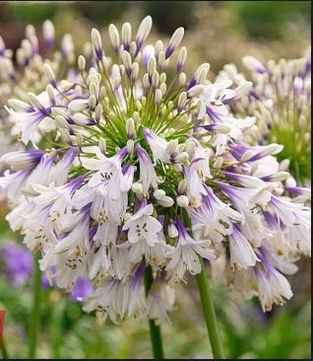 XIANJIA - 50 pcs Rare Scented Agapanthus africanus ?Fireworks? African Lily Strawberry ice Twister Flower Easy to Grow Garden, Exotic Flower Seeds Hardy Perennial (2)