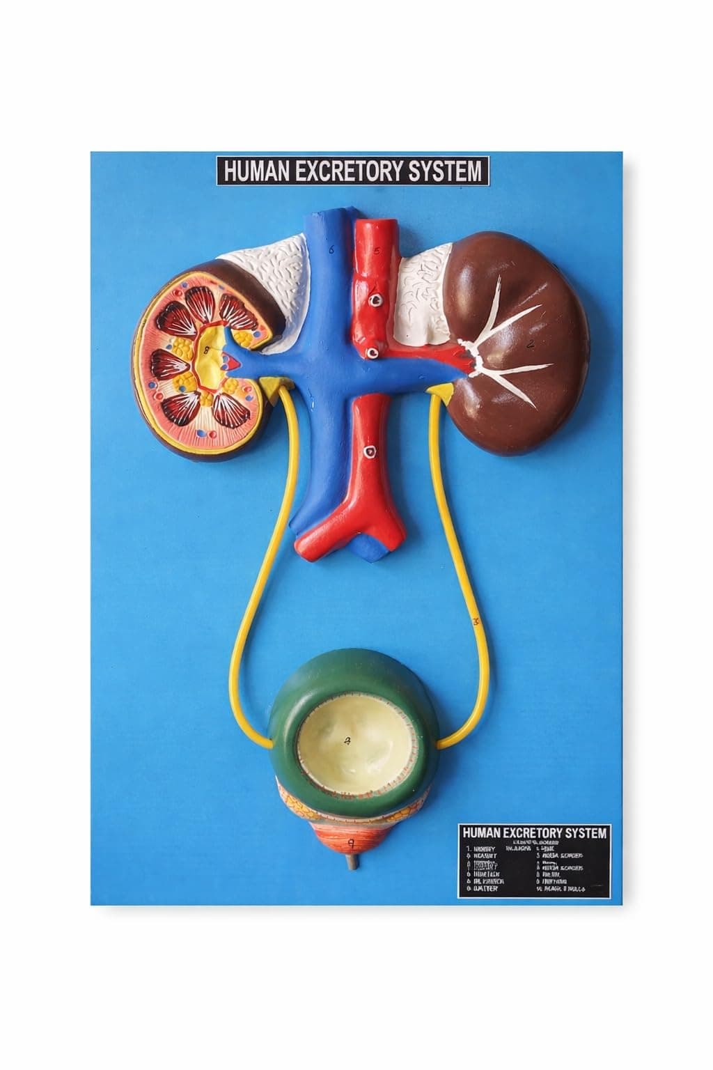 Human Excretory System Model on Base | Kidney and Bladder System For Students |