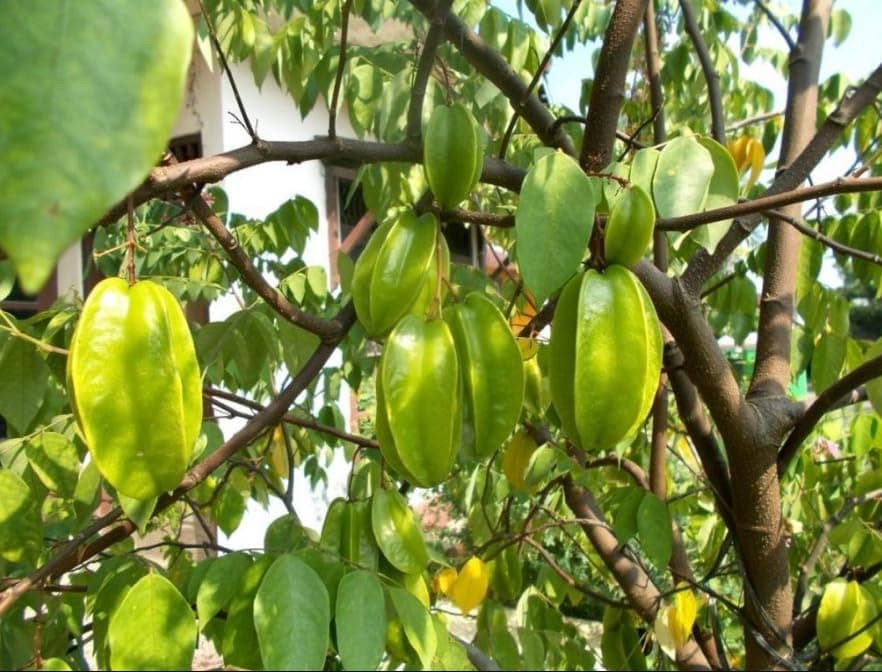 Live Sweet Star Fruit Plant Carambola Tree Plant Starfruit Averrhoa Plant Tree 8 to 10 Inch Tall in 4 Inch Pot