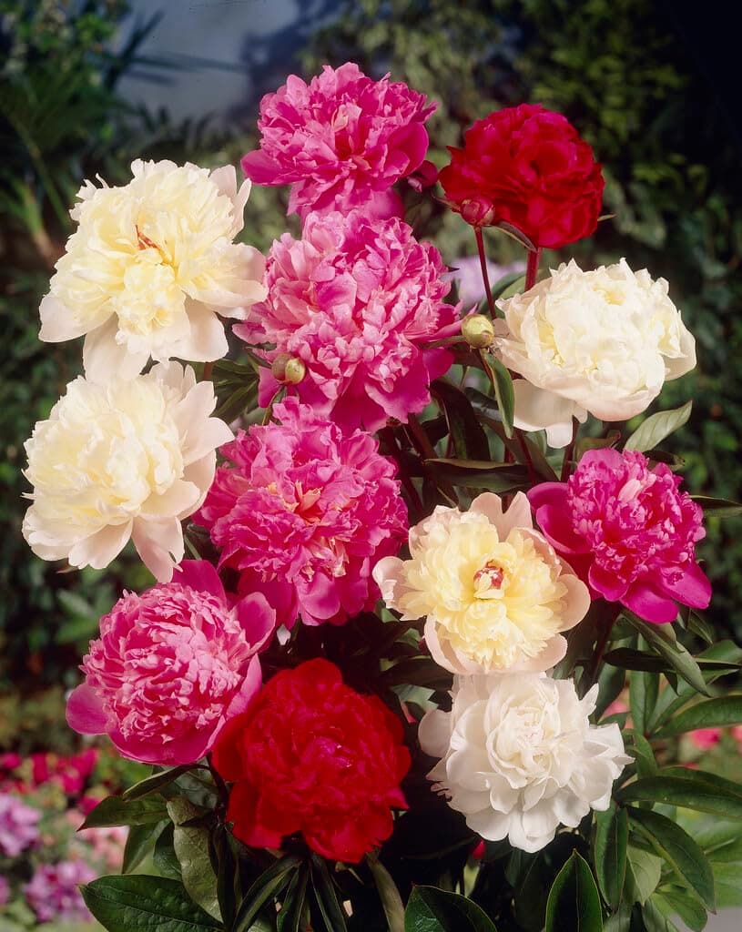 5 Mixed Color Peony Roots for Planting - Grow Beautiful Perennial Peony Flowers - 5 Healthy Roots