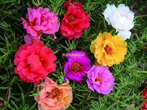 New Arrival!!! Matsuba Peony seeds sun plant seeds, Multicolor loaded Portulaca grandiflora seeds,Scutellaria barbata seeds 220 particles/bag