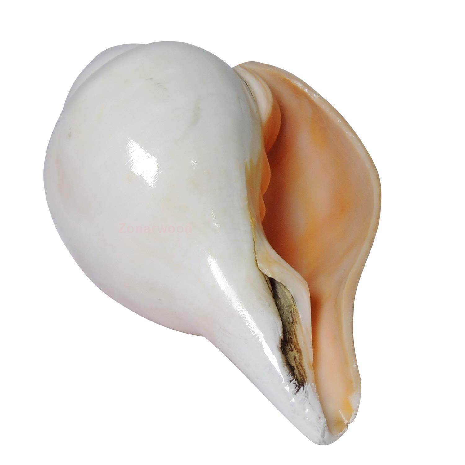 MK TRADING Big Size Loud Blowing Shankh for Pooja - 6 Inch Jambo