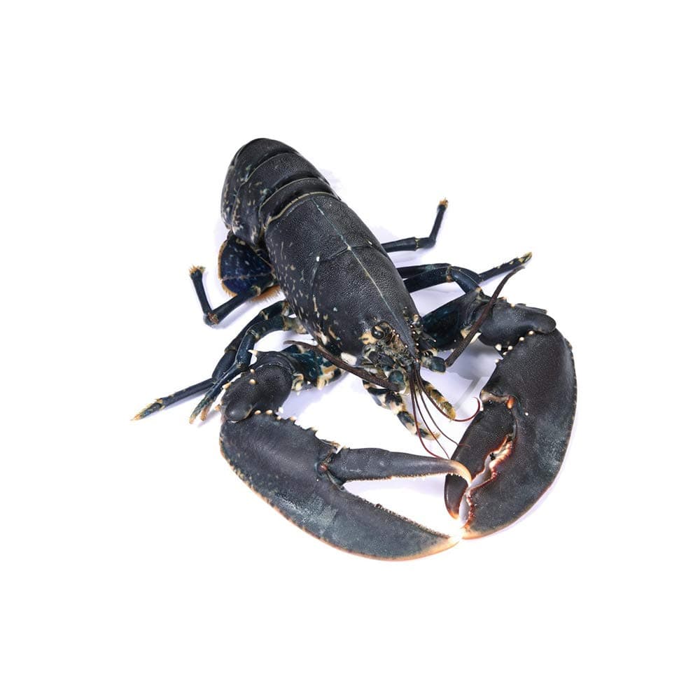 Live Scottish Lobster (+/-1Kg)