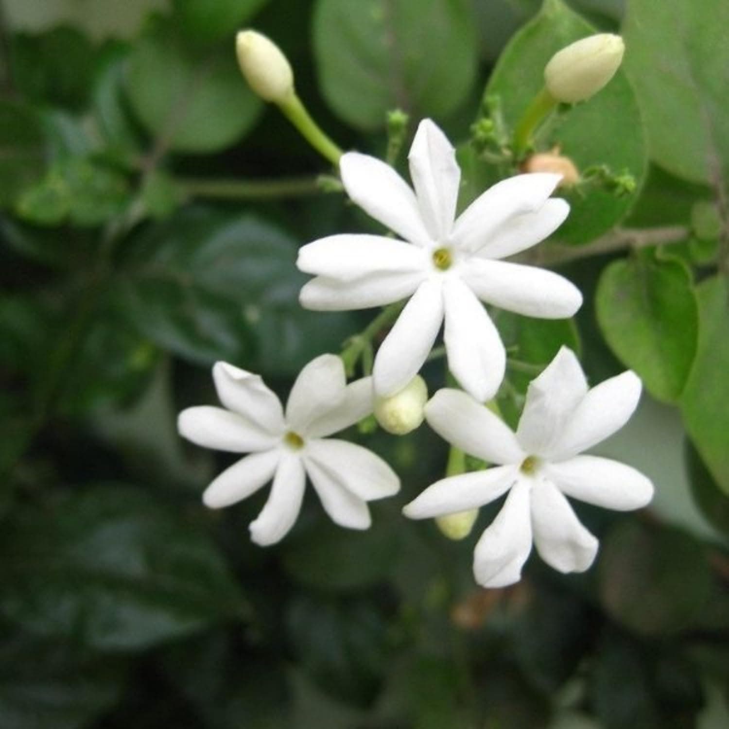 Hug A Plant | Juhi Jasmine (Jasmine auriculatum)- Flowering/Ornamental/Live Plant (Home & Garden)