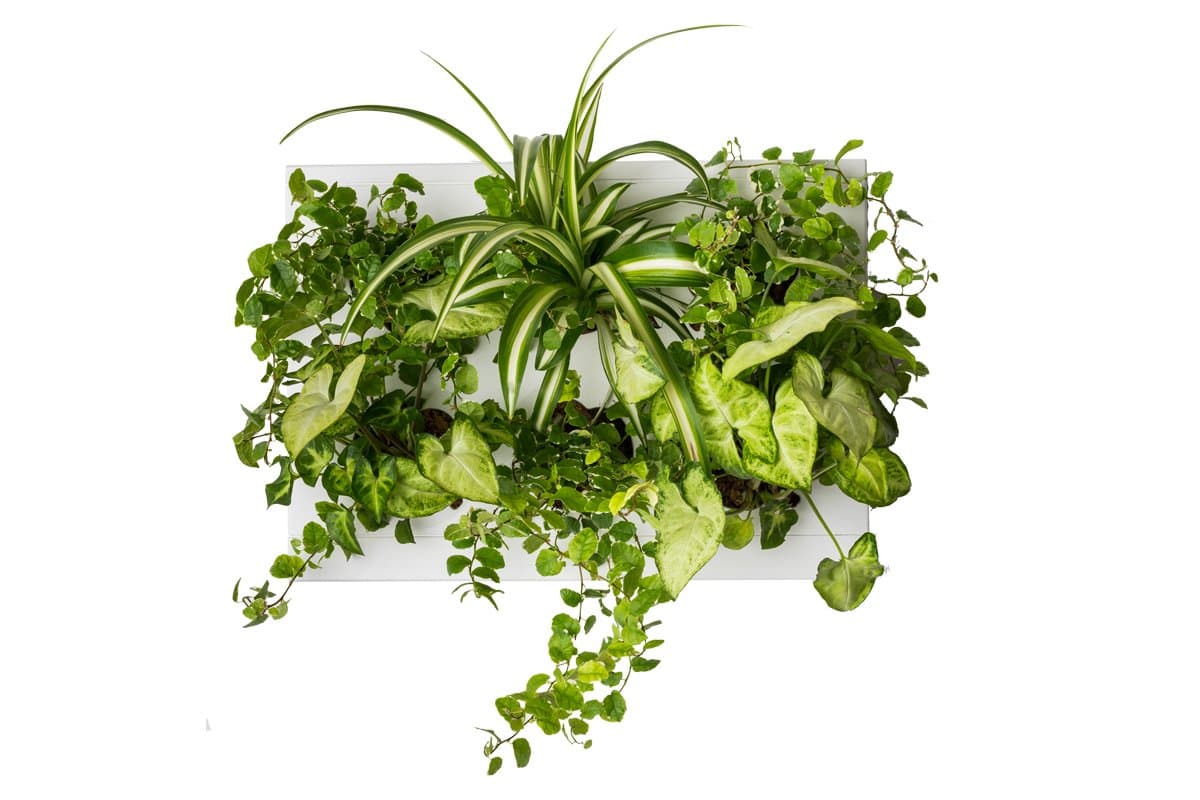 Ortisgreen Hang Oasi Home Indoor Vertical Garden with Costa Farms Live House Plant Collection