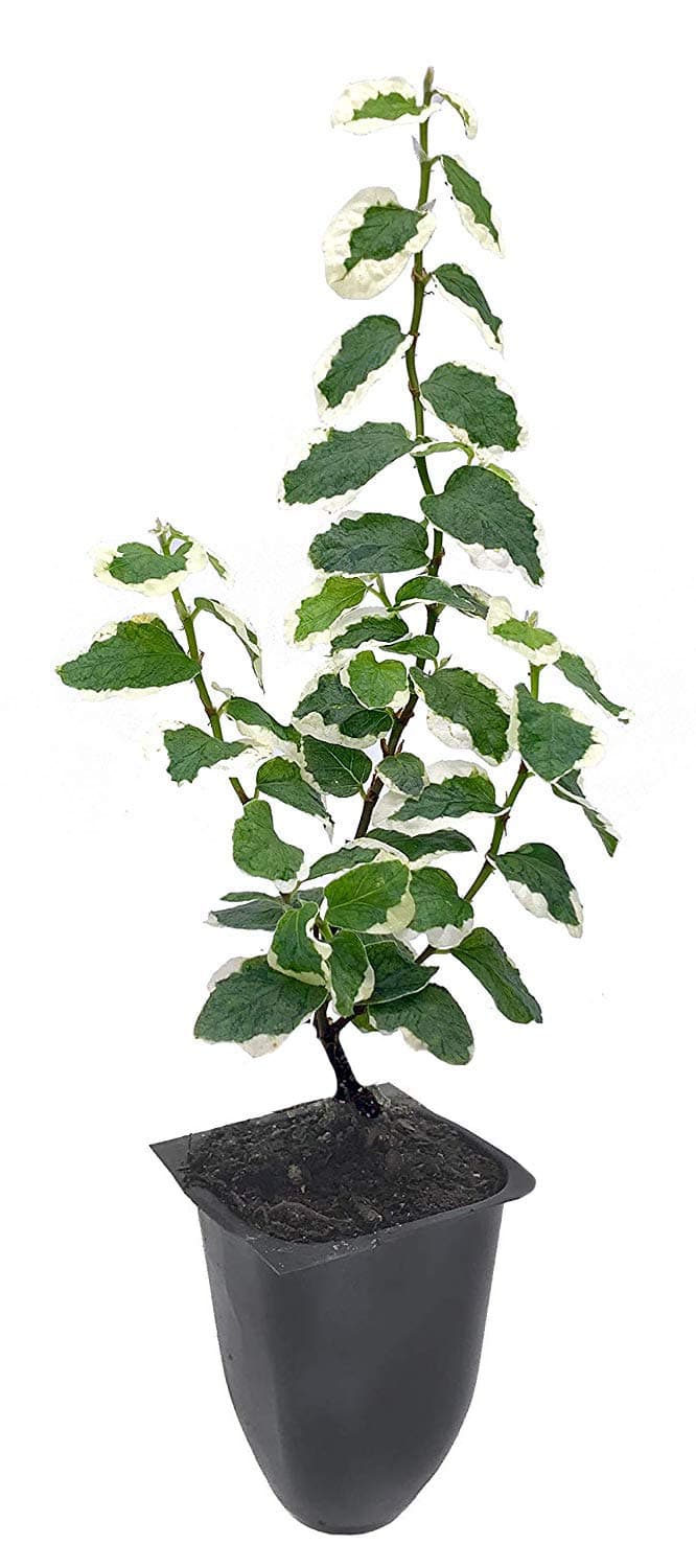 Variegated Creeping Fig Vine - Ficus Pumila Variegata - 3 Live Fully Rooted 2 Inch Plants - Climbing Ivy