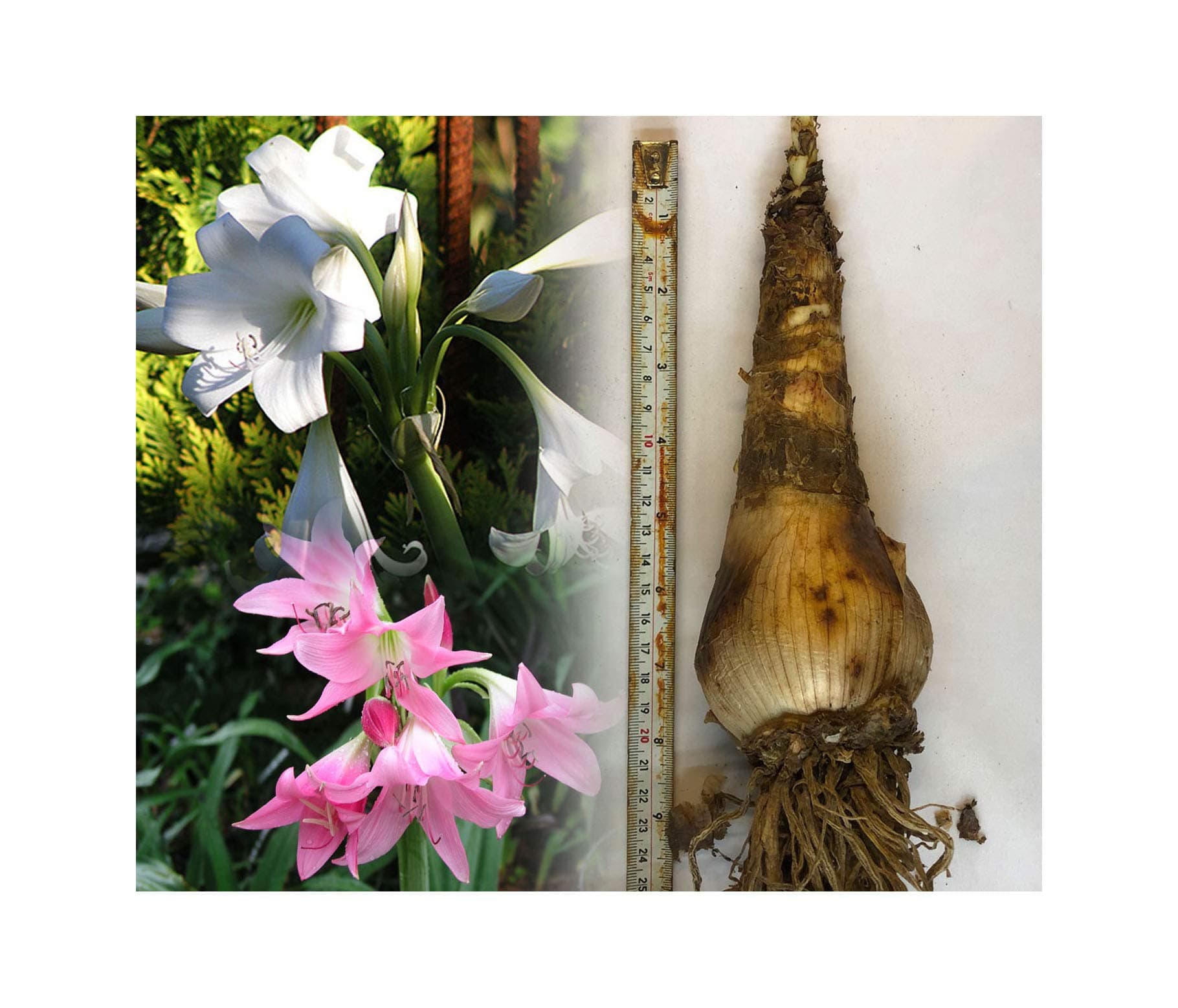 2 Crinum Powellii Rosea & Alba Bulbs Mixed Spider Lily Garden 3-5 FT Rare Summer Perennial