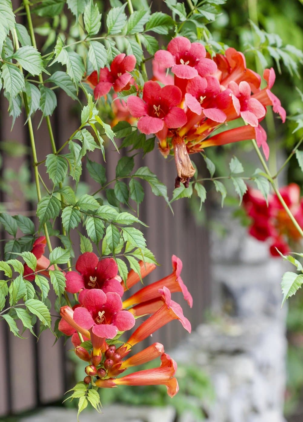 Red Flowered Trumpet Vine 100 Seeds Campsis radicans - Heirloom