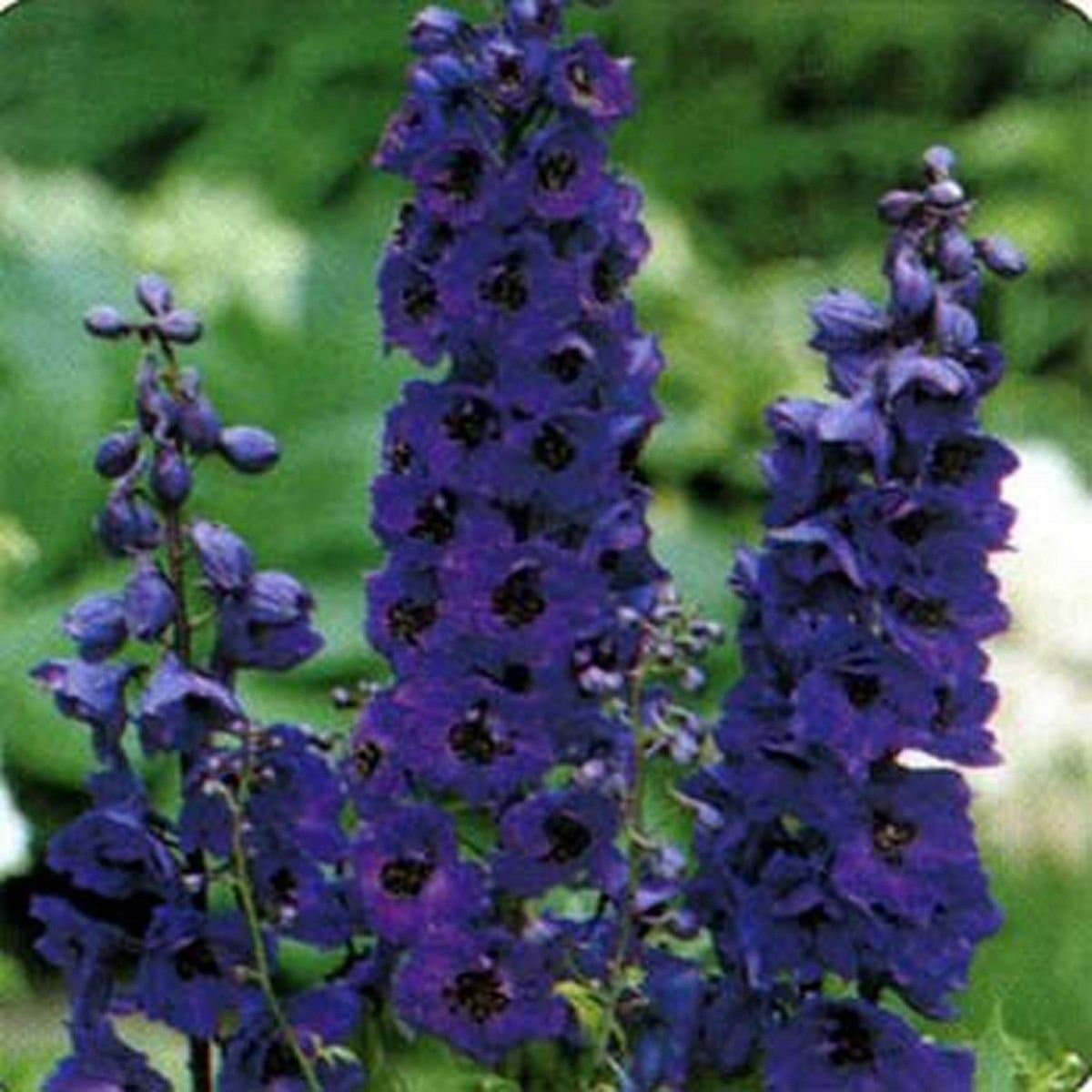 Delphinium / Larkspur - Black Knight- 50 Seeds
