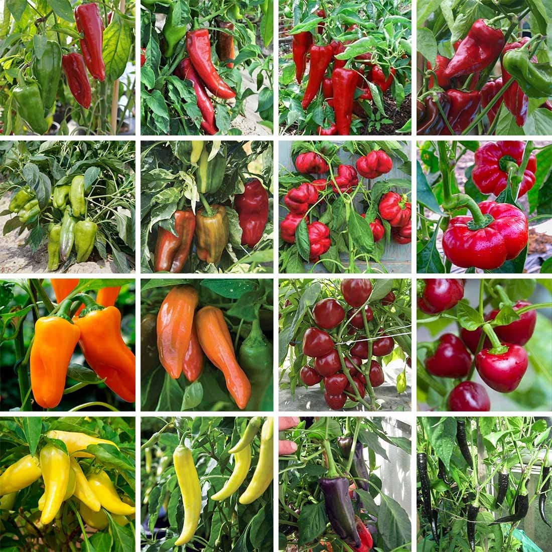 GPPX Red Russian Sweet Pepper - Capsicum Annuum Vegetable Seeds, F1 Hybrid XXL Sweet Pepper, Home Garden Planting by Heavy Torch, 10 Seeds