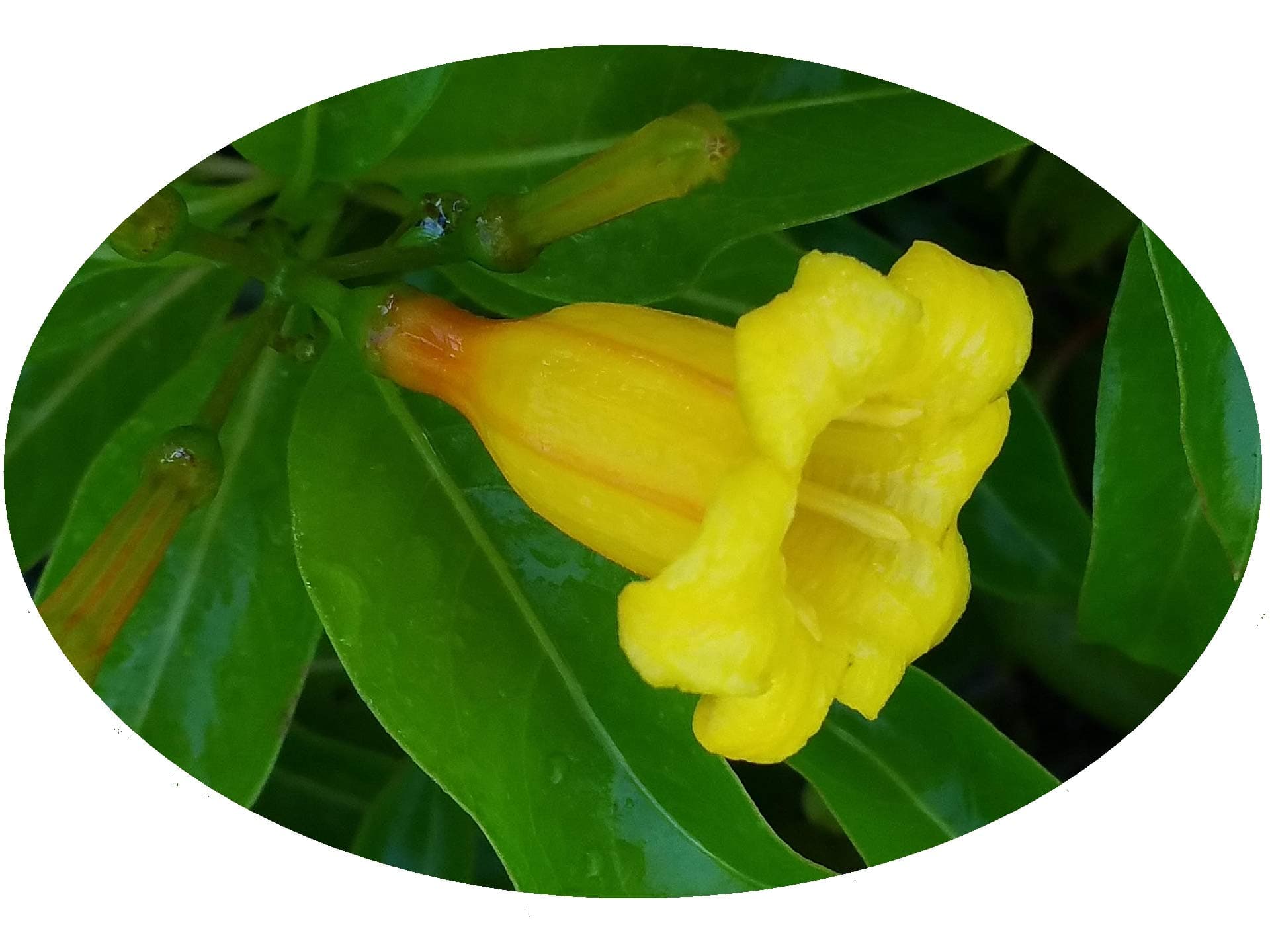Bahama Firebush - Hamelia cuprea Live Tropical Plant - Yellow Orange Flower - Emerald Goddess Gardens - Starter Sz 4 Inch Pot