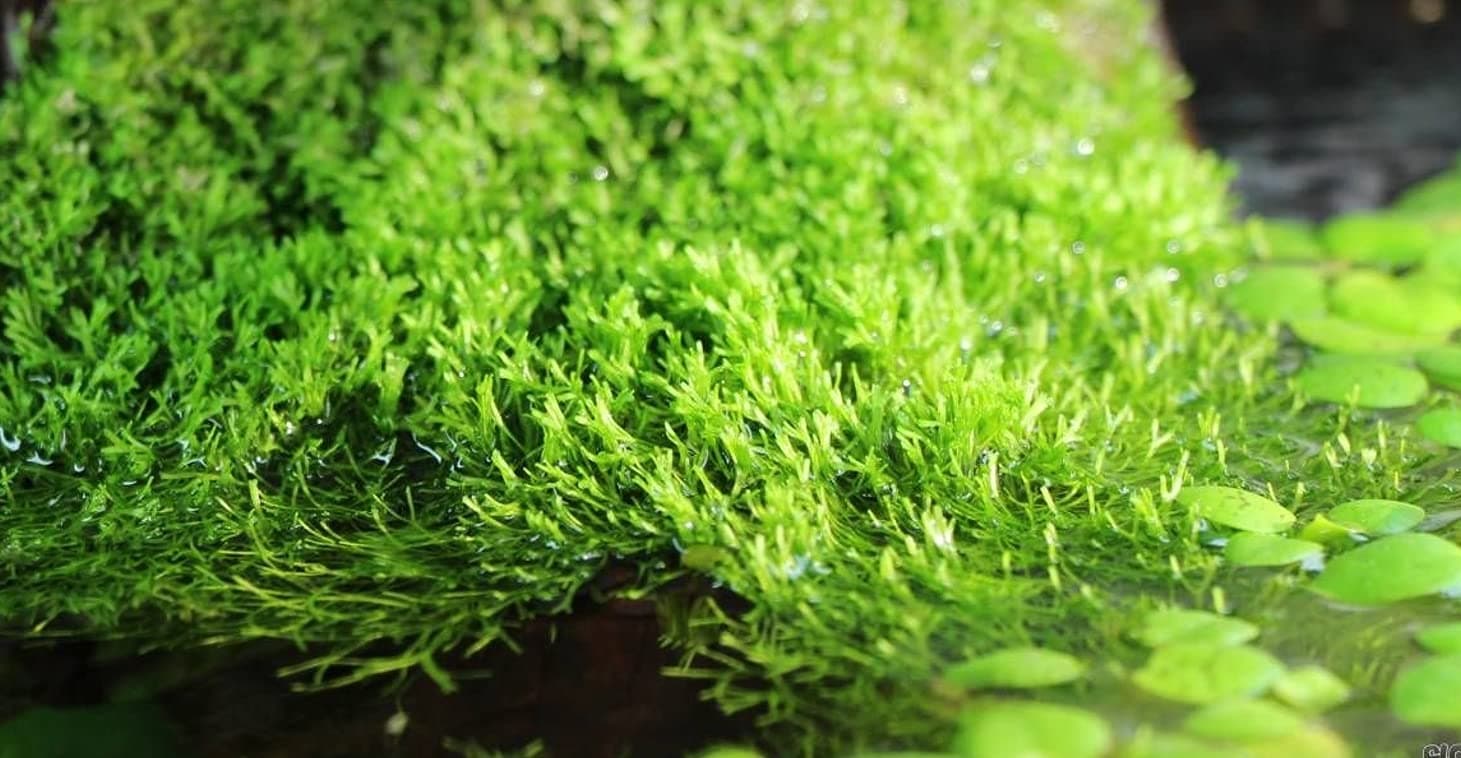 Large 20g Portions of Crystalwort - Riccia Fluitans - Great Floating Plant for Fry Savers or Creating Shade