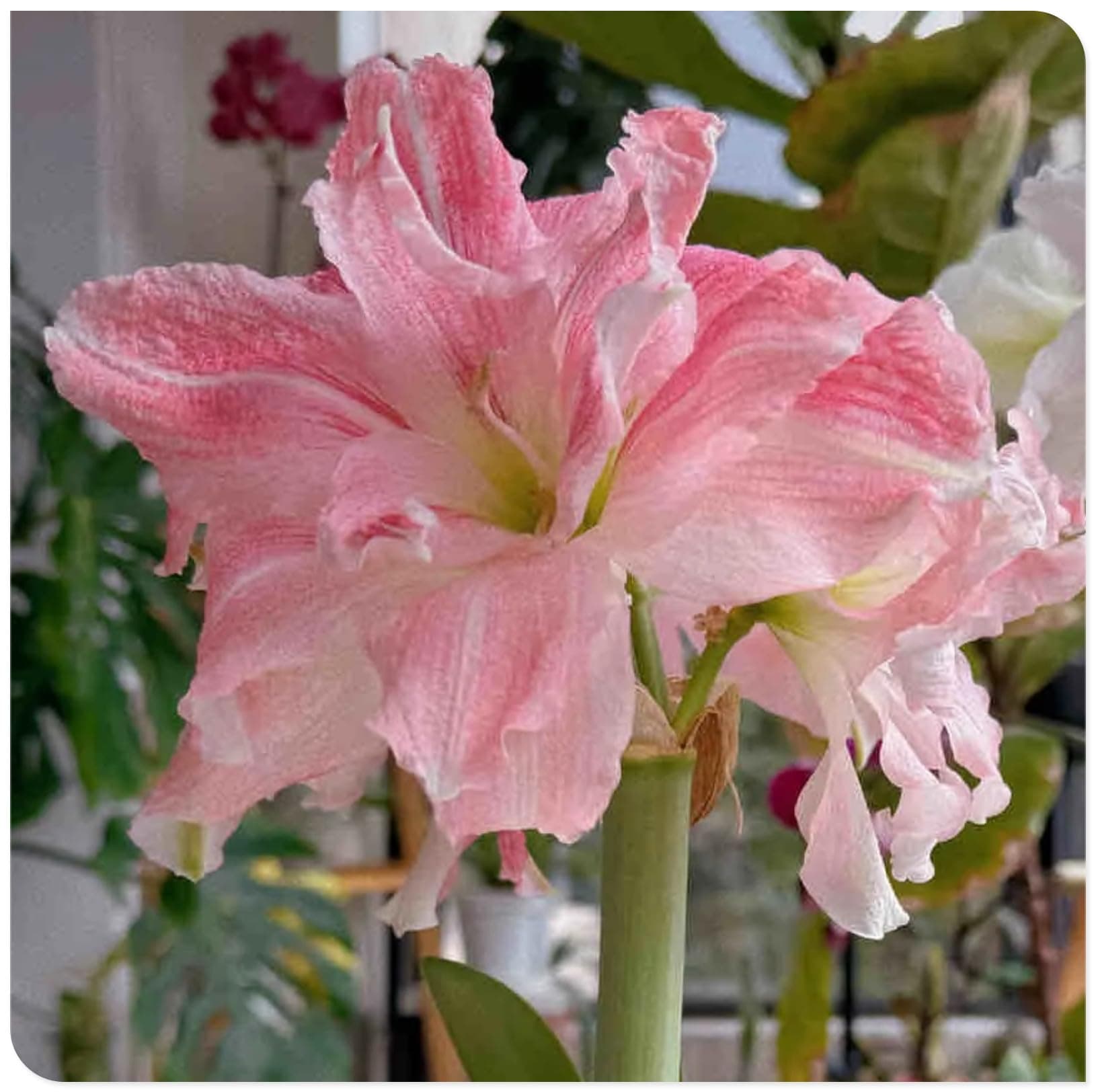 Amaryllis for Planting Now UK Perennial Good for Containers Excellent Display Plant Bulbs Ornamental Greening Flower Natural Organic Easy Plant Perennial -2bulbs-H